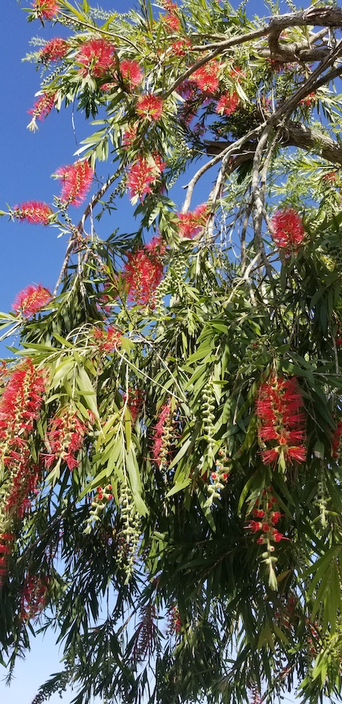 Bottlebrush tree